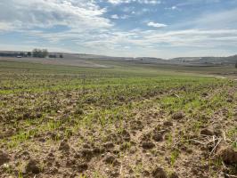 Los agricultores de Algete continúan con la siembra de cereales